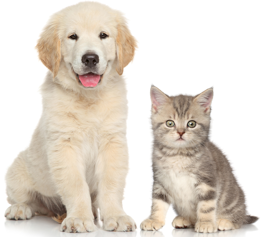 Veterio - Pets